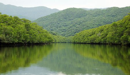 Le fleuve Shiira et ses forêts de mangroves (île d'Iriomote)