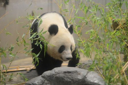 Xiang Xiang, le 7 juin au zoo de Ueno. 