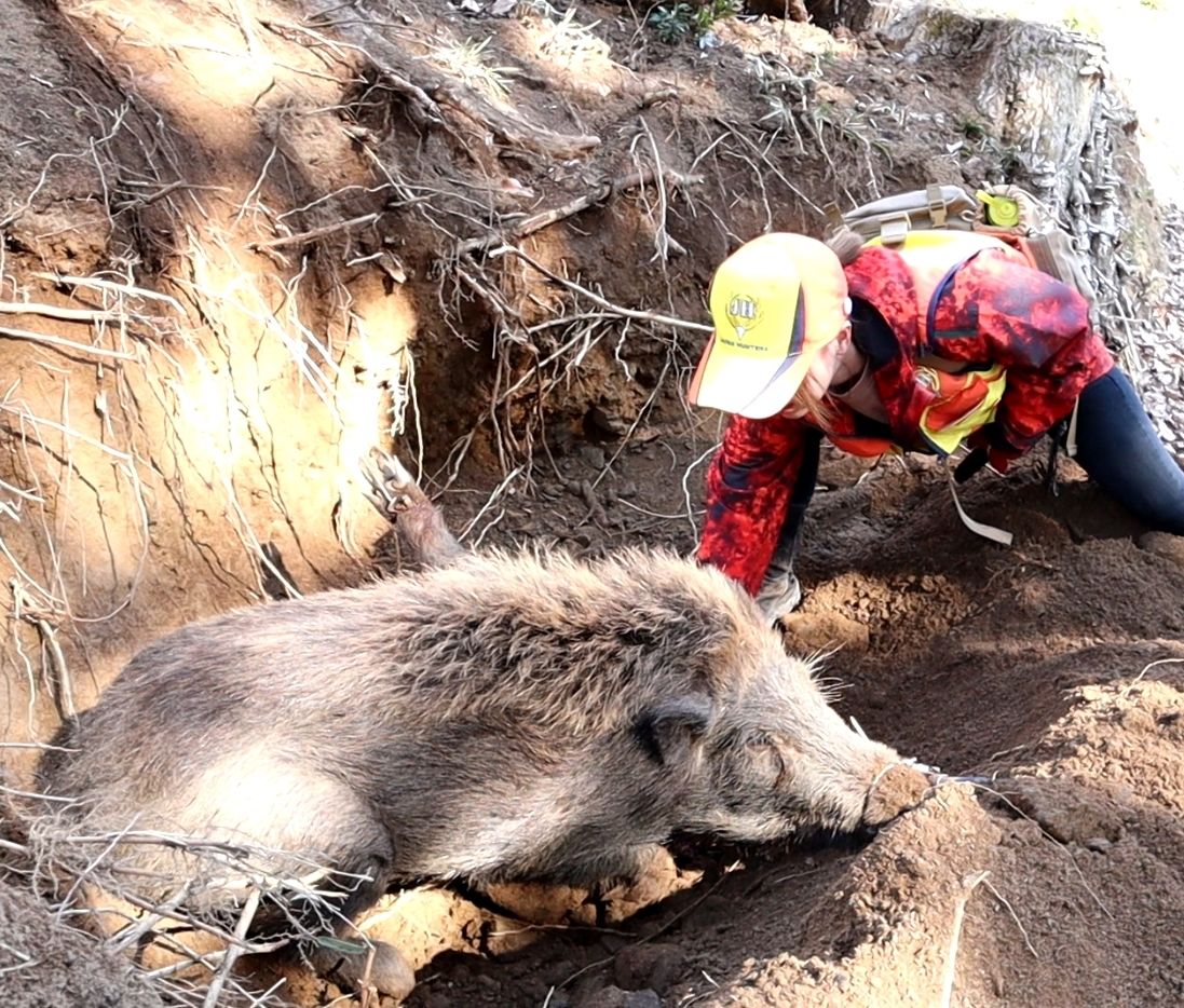Nozomi tue un sanglier pris au piège (avec l’aimable autorisation de la chaîne YouTube de Nozomi, Kari Channeru).