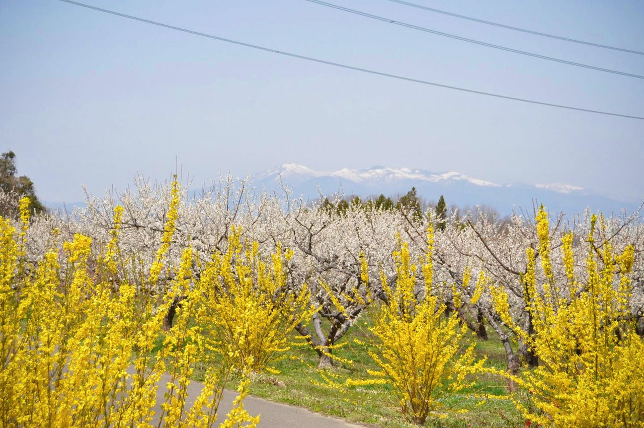 Des fleurs blanches de pruniers en arrière-plan de magnifiques forsythia (Photo avec l’aimable autorisation de l’Association touristique de Kôriyama)
