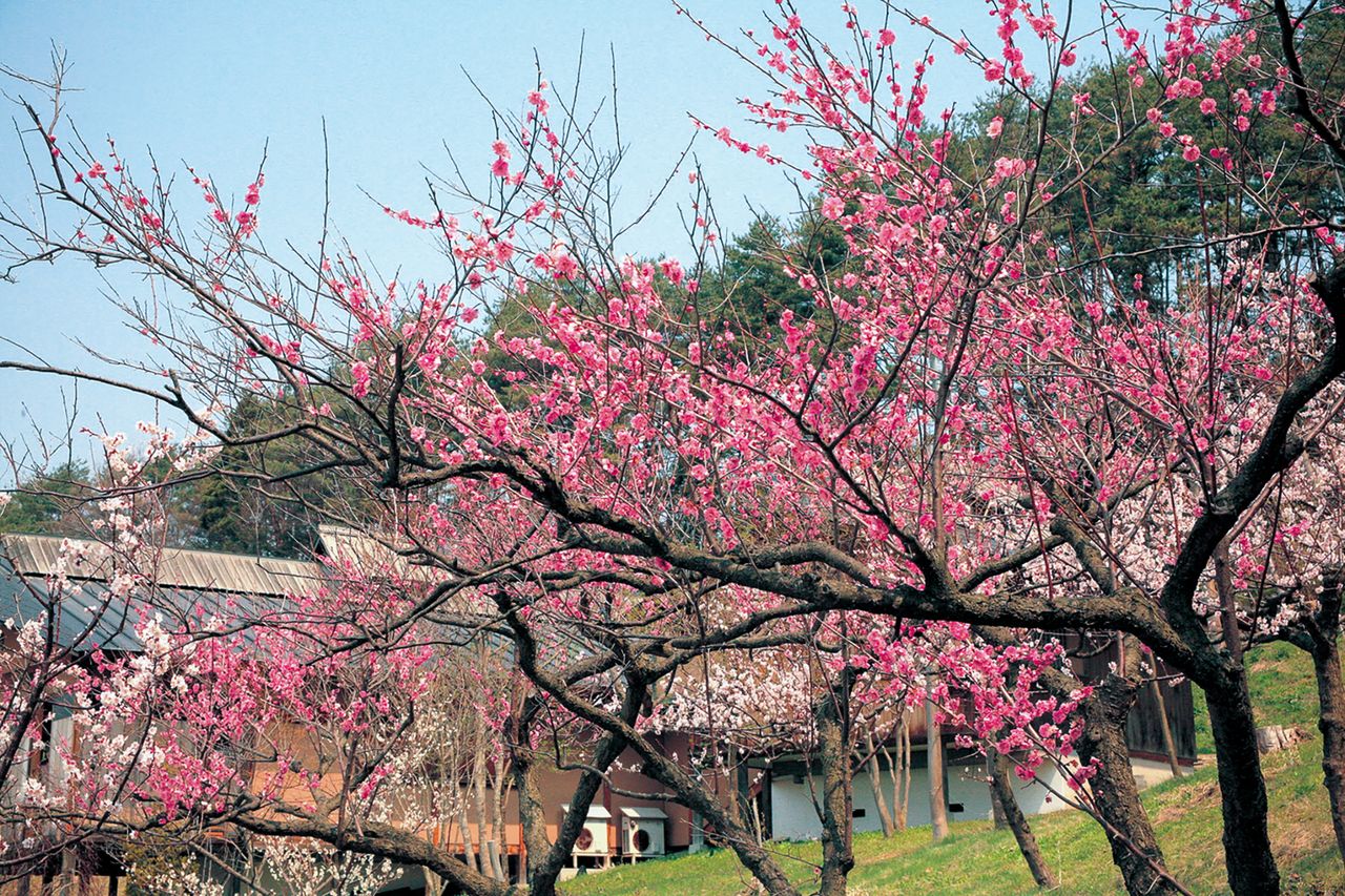 Tsugaru Flower Center (Photo avec l’aimable autorisation de l’Association touristique de Goshogawara)