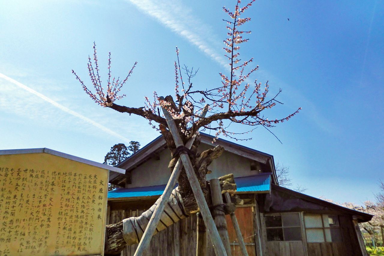 Le prunier de Gôtsu, dont on dit qu’il est le premier à avoir été planté à Ôya il y a 12 siècles de cela. (Photo avec l’aimable autorisation de la ville de Yokote)