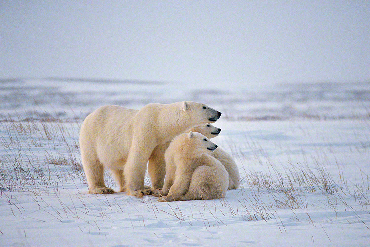 Ourse polaire et ses petits sur fond de paysage enneigé