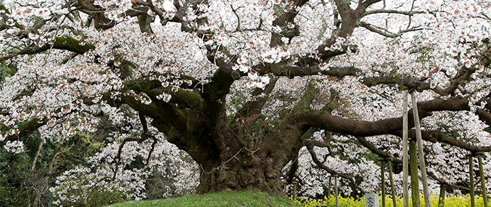 Grand arbre de fleur de cerisier soufflant dans Rwanda