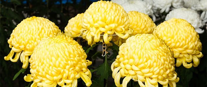 Le chrysanthème : la fleur des empereurs | Nippon.com – Infos sur le Japon