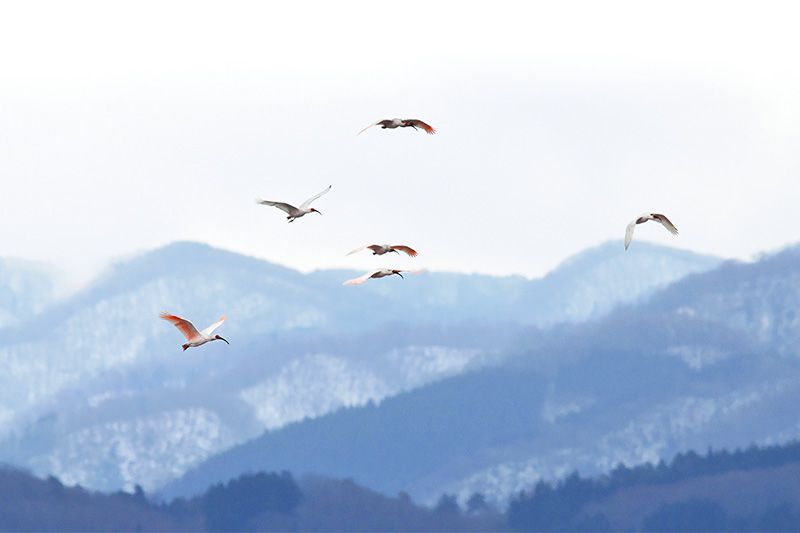初雪時節的「朱鷺色」最美