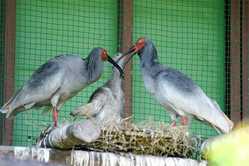自然繁殖成功的朱鷺一家。2004年5月25日孵化出的雛鳥(中)。左側為優優,右側為美美。新潟縣佐渡郡新穗村。(時事社,佐渡朱鷺保護中心提供)
