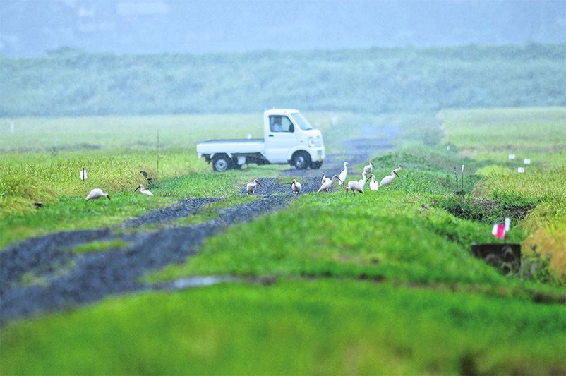 小心巡視,以防驚擾朱鷺