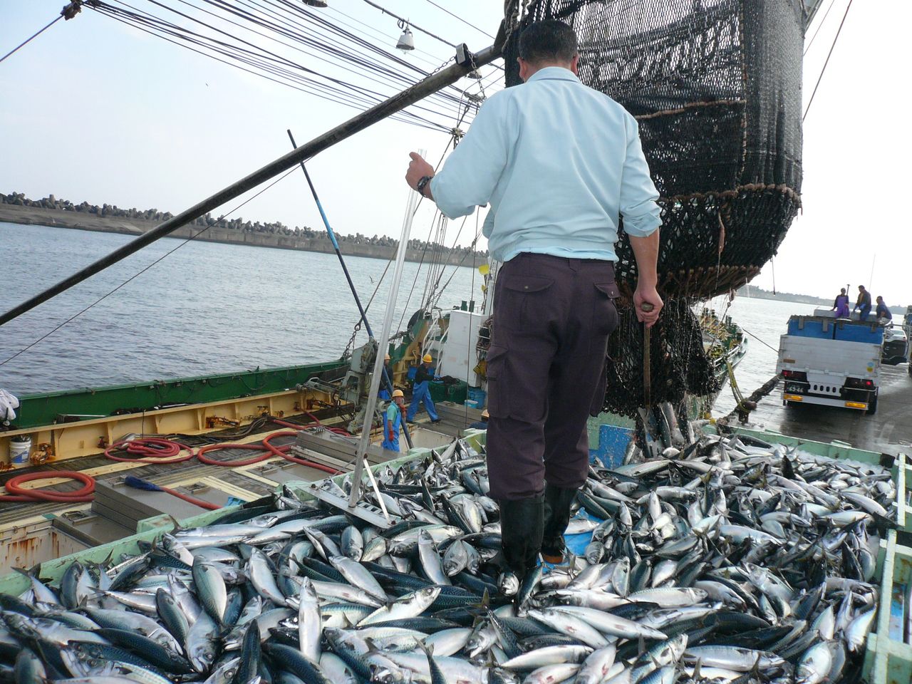  大量青魚（沙丁魚、鯖魚等背部呈青色的海魚——譯註）從圍網漁船卸到貨車的裝貨台中（筆者攝影）