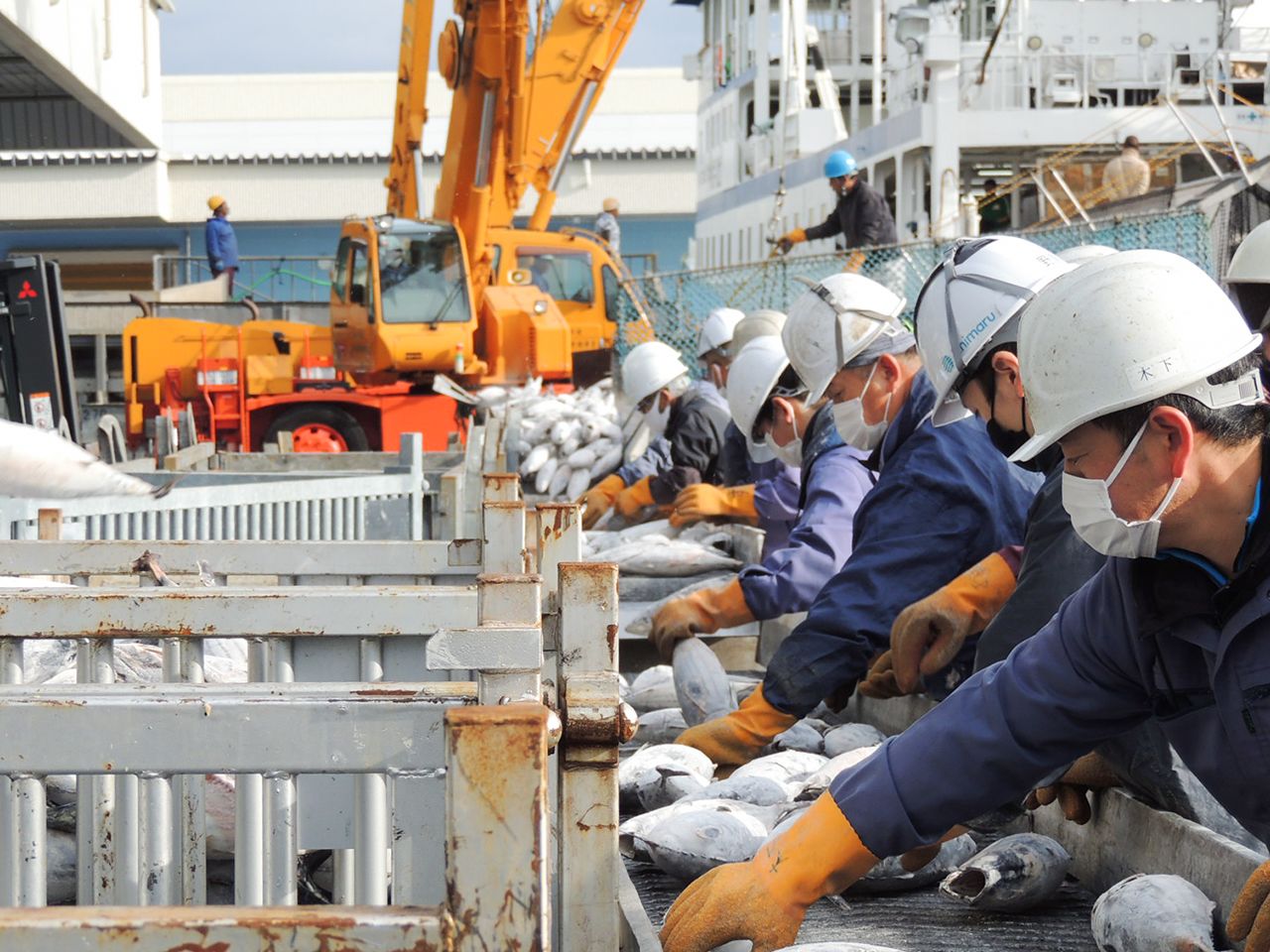 漁港工作人員正在進行冷凍鰹魚的分選作業（提供：燒津港）