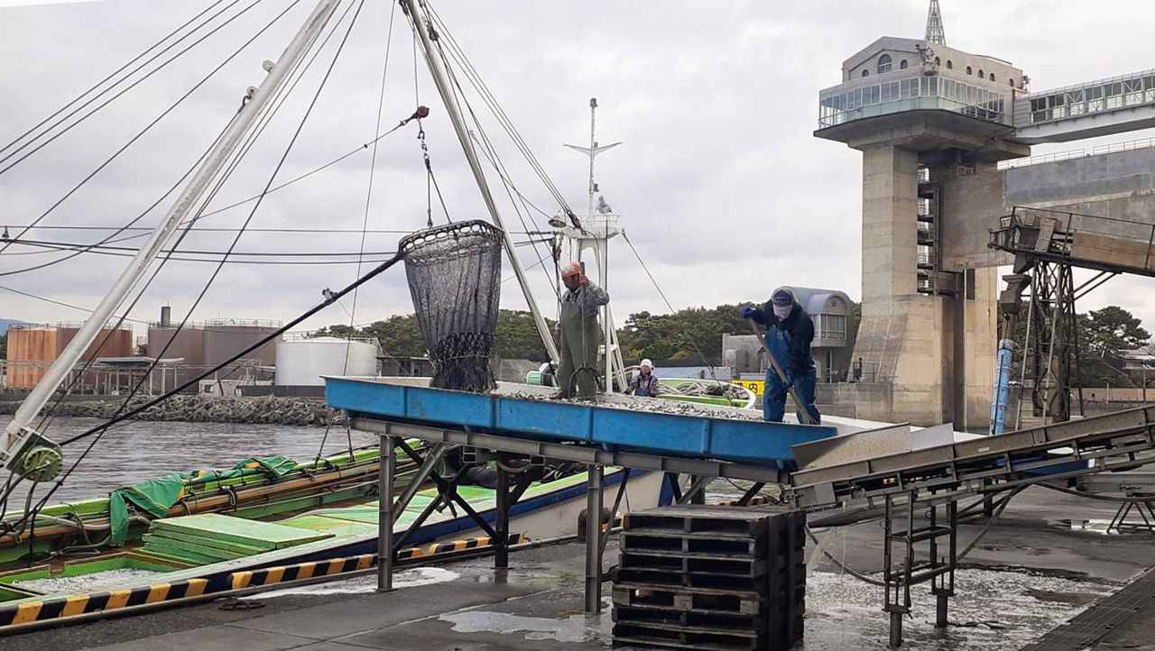 使用一種類似大型滑梯的搬運設備將沙丁魚傳送至漁港的儲罐中（筆者提供）