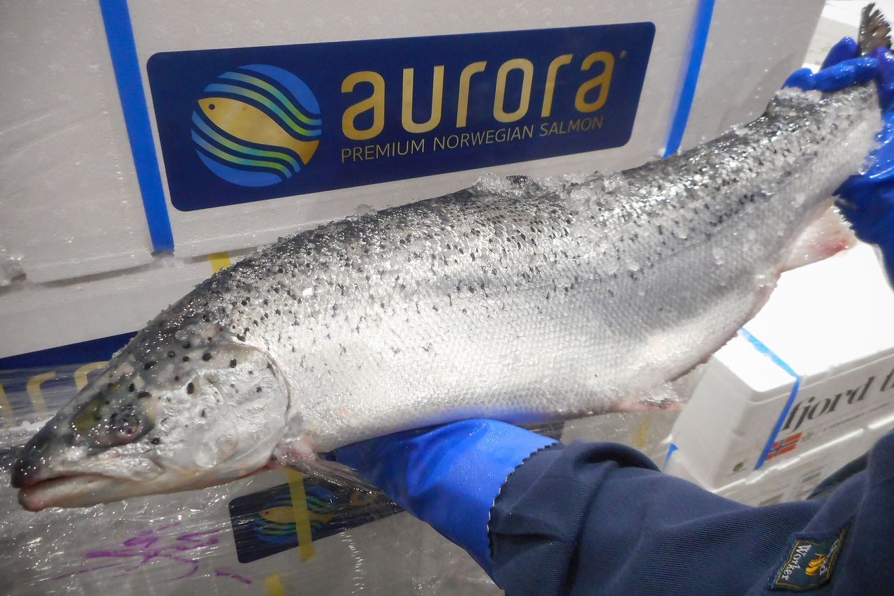 東京豐洲市場購入的挪威品牌魚「極光鮭魚」（筆者攝影）