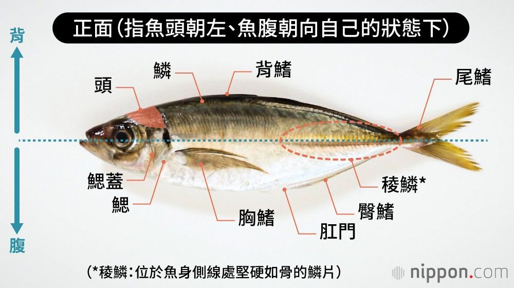 竹莢魚的部位名稱