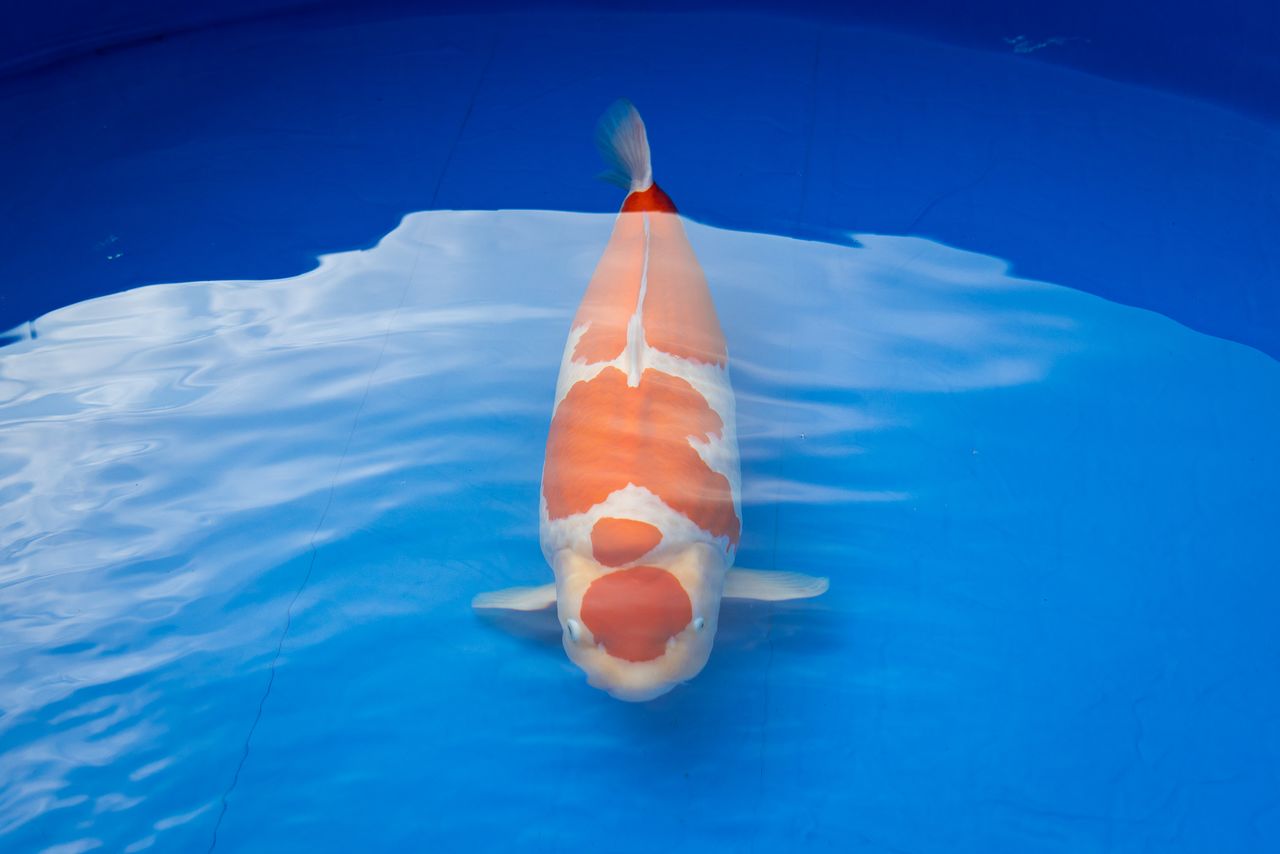 大日養鯉場的「紅白」錦鯉榮獲「農林水產大臣獎（綜合冠軍）」。體長超過80公分，游姿優雅