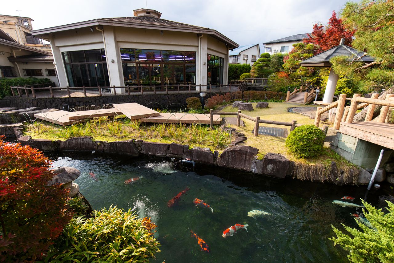 錦鯉在日式庭園的池塘中翩翩游動。到了11月，它們將被移入室內