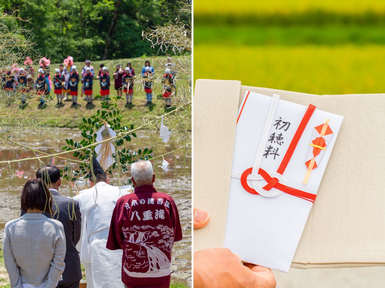 日本自古在插秧前會向神明祈求豐收,收穫時則獻上「初穗」表達感謝。神社供奉金中的「初穗料」一詞,正是源自這項習俗(PIXTA)