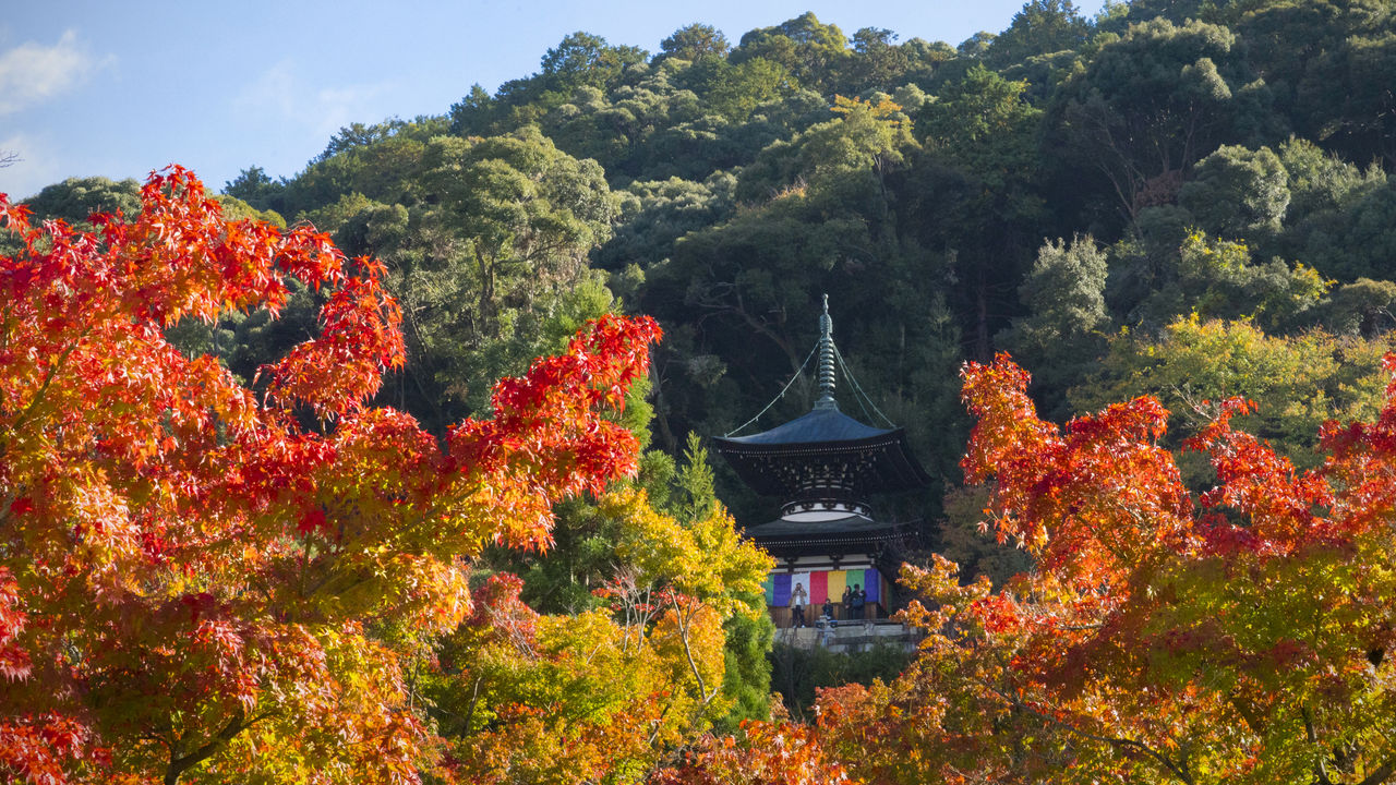 影片聖地巡禮 京都的紅葉名勝 秋色盡染的古都 Nippon Com