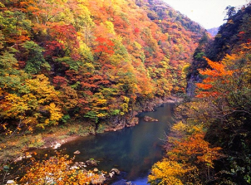 在紅葉覆蓋的懸崖間流淌的清澈溪水（圖片提供：仙北市觀光課）