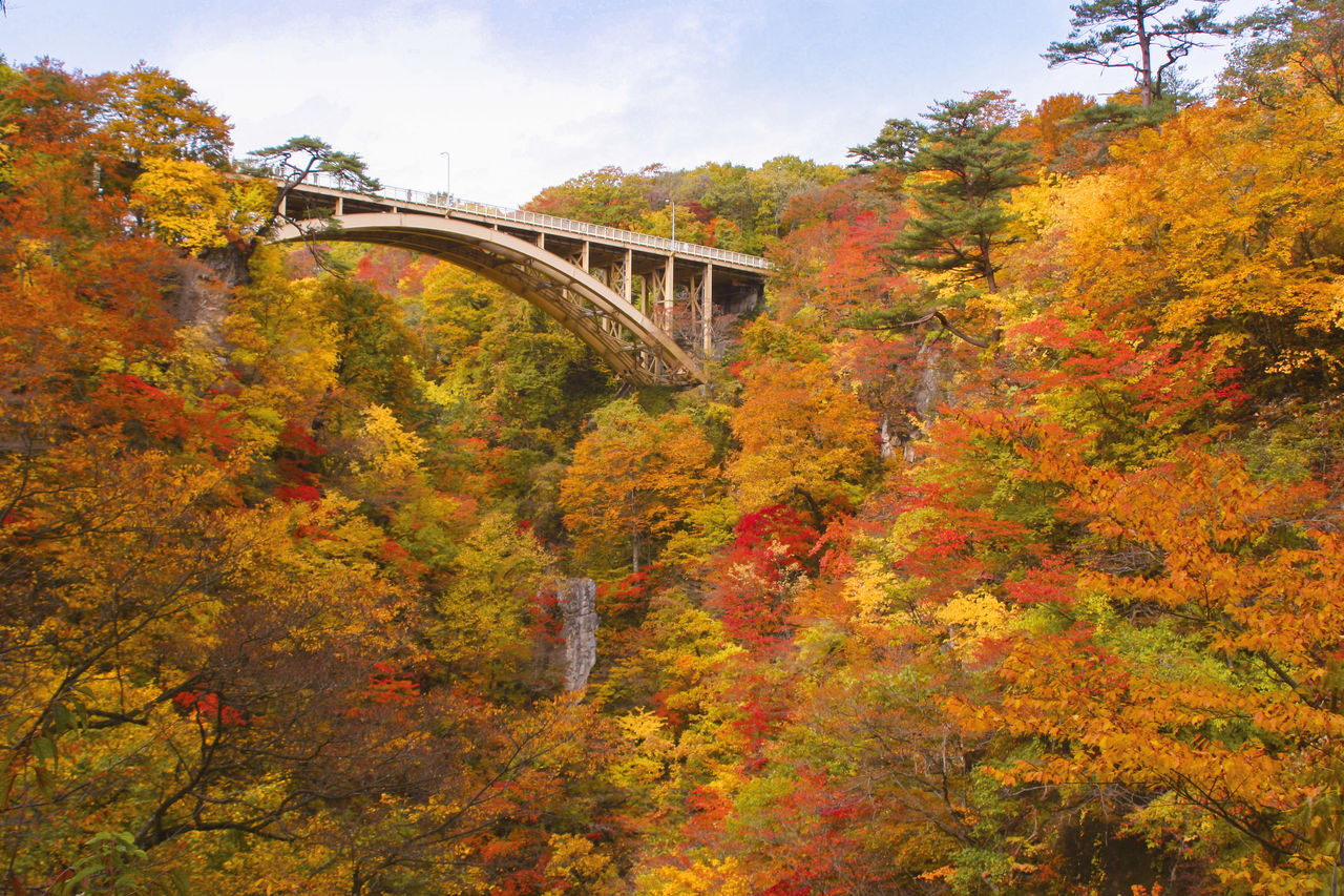 大深澤橋，橫跨在秋色斑斕的溪穀之上（圖片提供：大崎市鳴子綜合支所地域振興科）