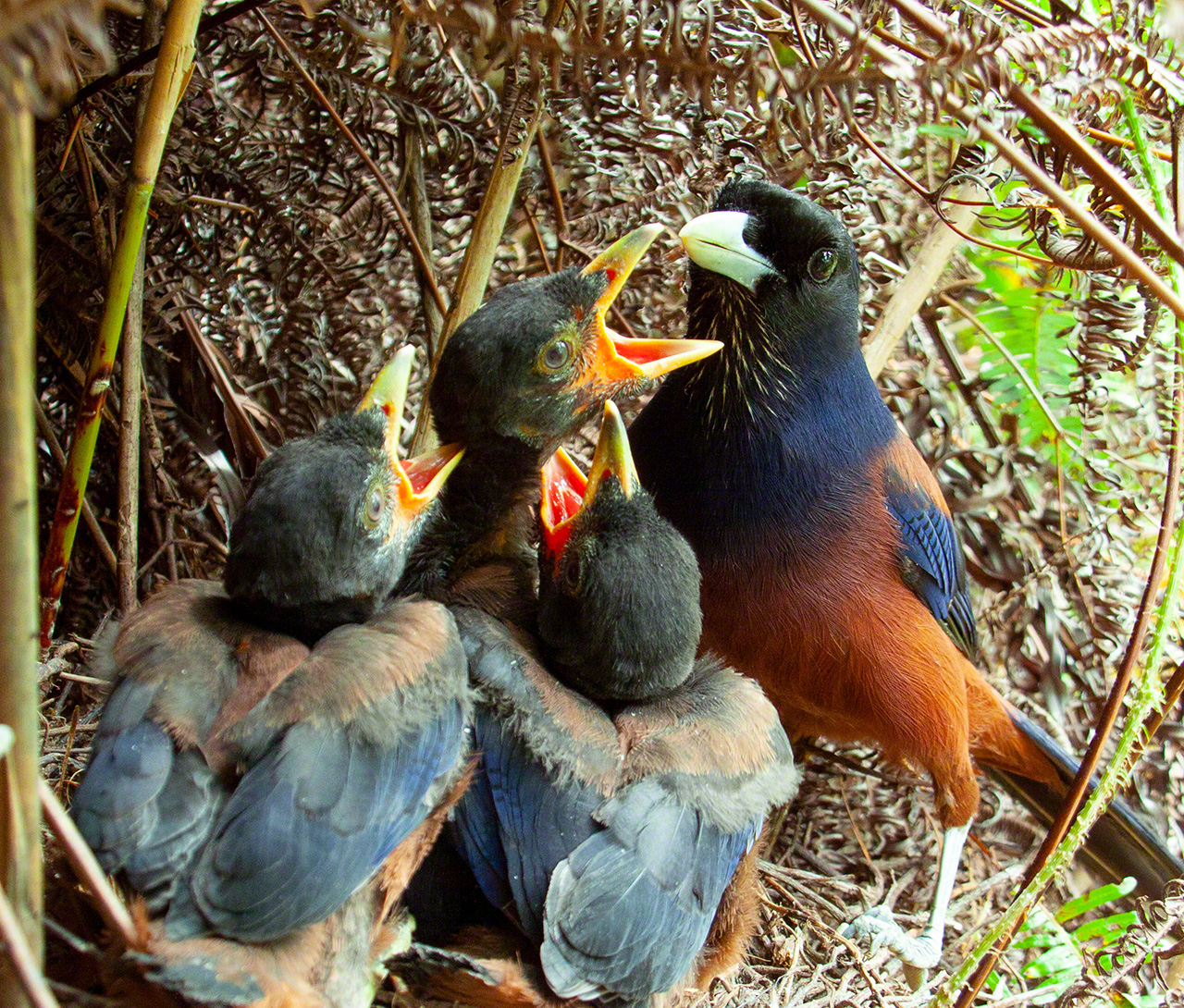 琉球松鴉的育崽場景。全球範圍內看，它們只生息在奄美大島、加計呂麻島、請島