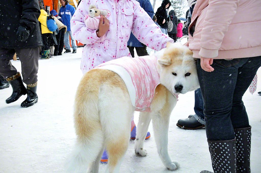“雪犬節”會場上,討人歡喜的秋田犬(秋田縣湯澤市)