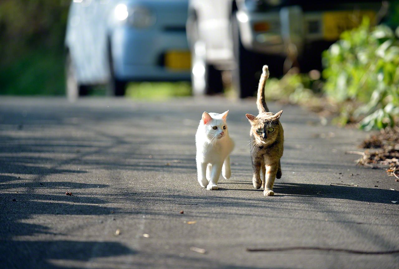 大姐氣質十足,文靜穩重的小寂(右),總是粘著牠的小白