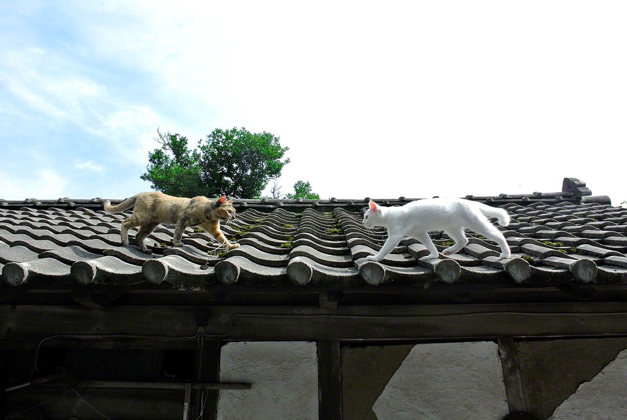 性格與外形雖然完全不同,兩姐妹小白和小寂情投意合,經常一起行動