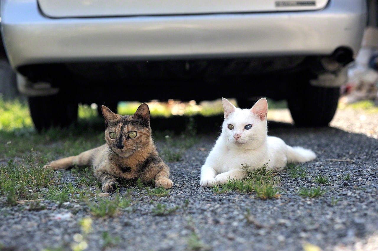 舒適的初夏午後,悠閒地放鬆身心的小白和小寂