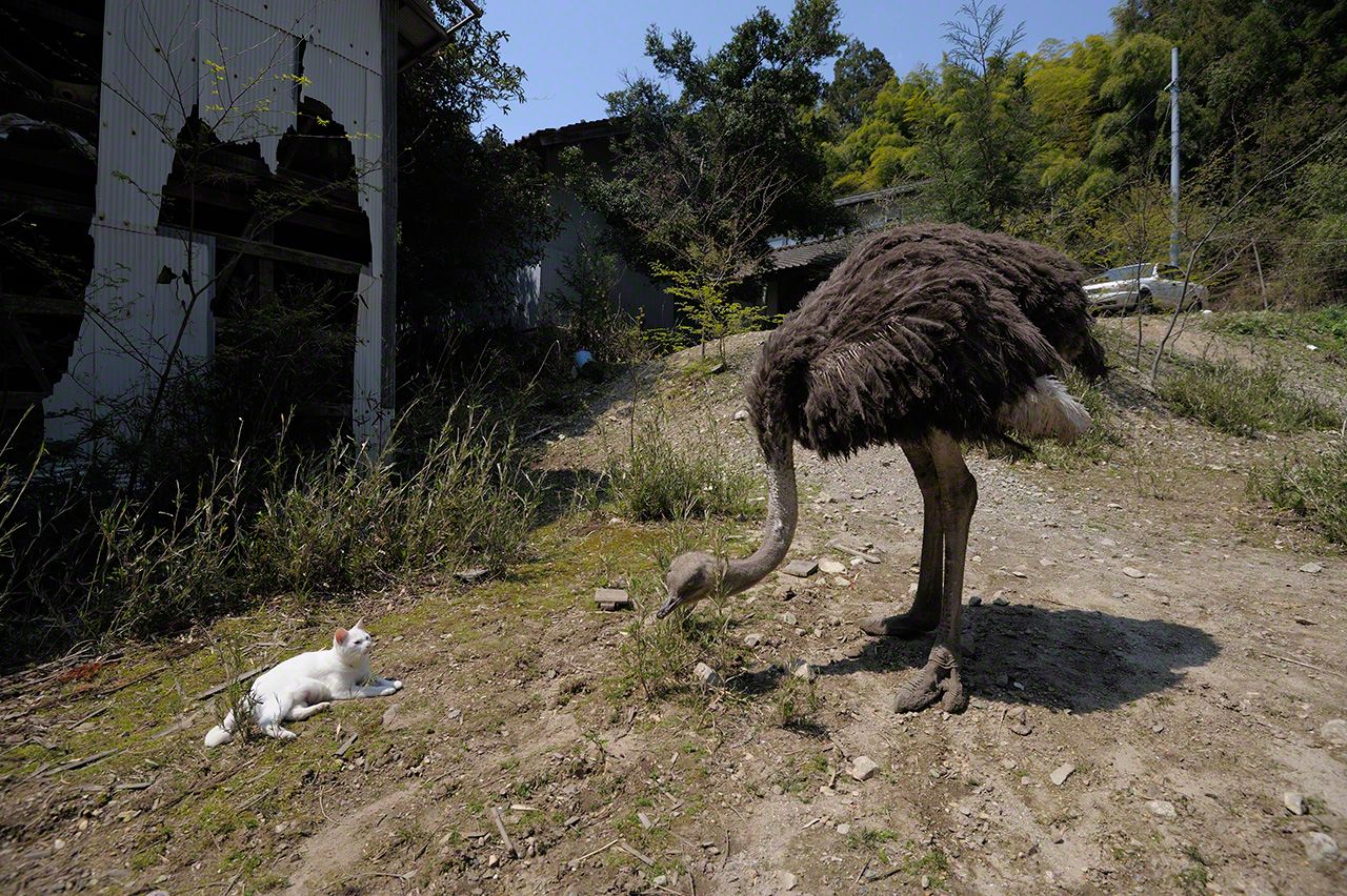 2015年死去的鴕鳥,與小白和小寂一直保持著若即若離的關係