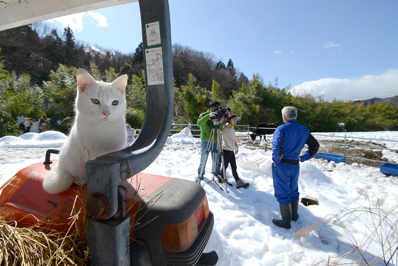 一個人留在警戒區內照顧動物的松村先生的事蹟被國外通訊社報道出來,漸漸為世人所知。後來不斷有很多國家的媒體來採訪松村先生。這天他接受了香港電視臺的採訪