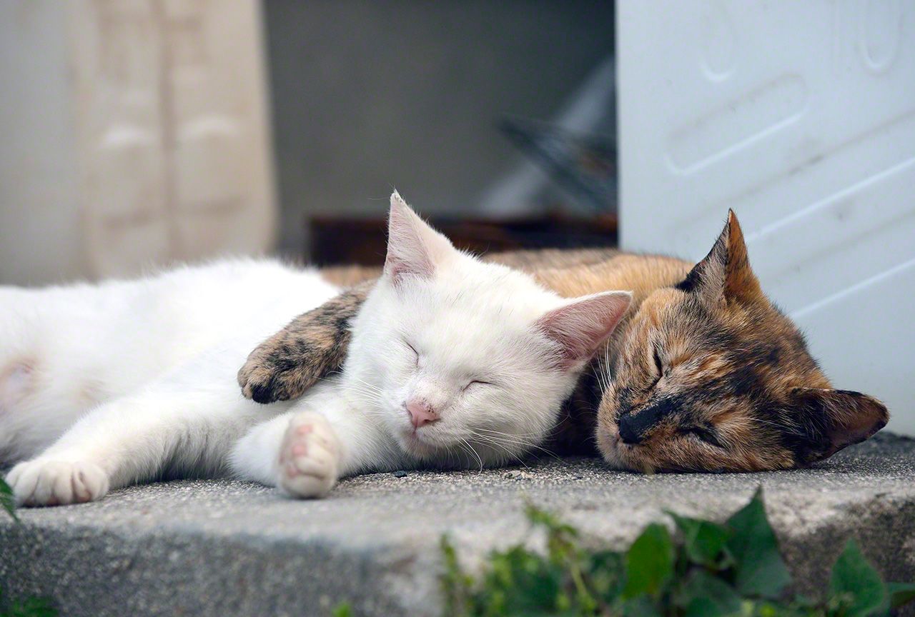 舒舒服服地酣睡的小白和小寂