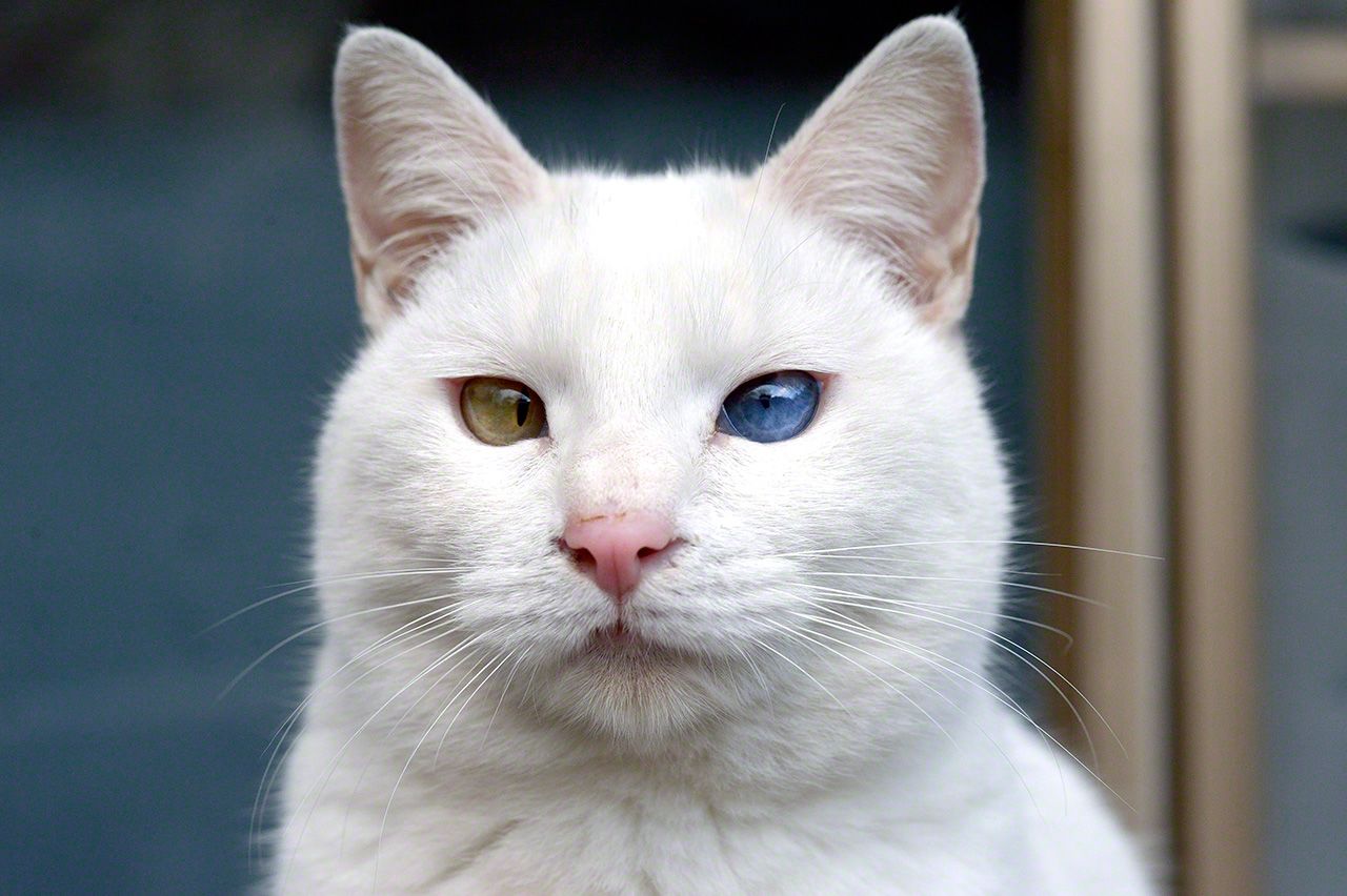 小白。一個慢性子的傢伙,性格有點憨憨的可愛貓咪。也堅持給小寂生的小貓餵奶,直到自己變得十分虛弱,母性本能很強。兩隻眼睛顏色不同,是鴛鴦眼(Odd-eye)