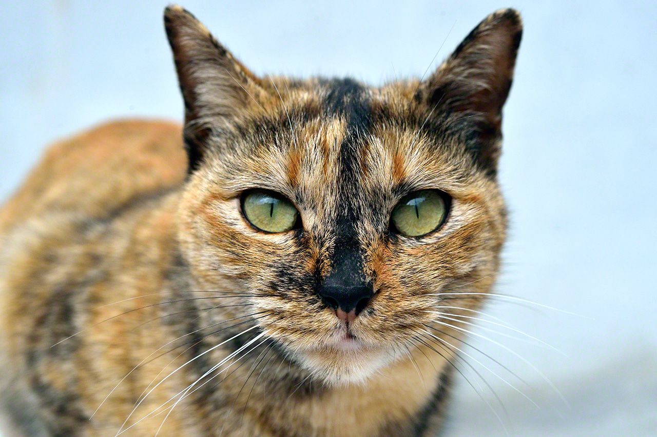 小寂。正如所見,這隻貓咪充滿野性,像個獵人。托小寂的福,松村家附近已經見不到老鼠、鼴鼠的蹤影。不過,小寂卻非常黏人,是個對誰都會敞開心扉,愛撒嬌的萌貓