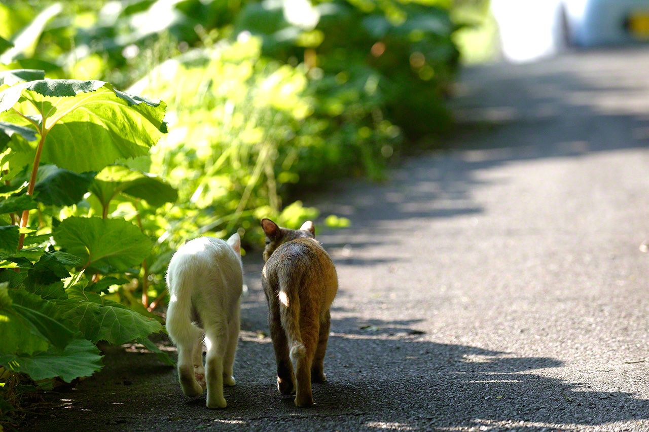福島重生的第一步,正如松村先生展示給我們的這種狀態,要有「在這片土地上生存下去的堅強意志」。出生在福島的小白和小寂,她們也會和松村先生一起,在福島這片故鄉的土地上繼續生活下去