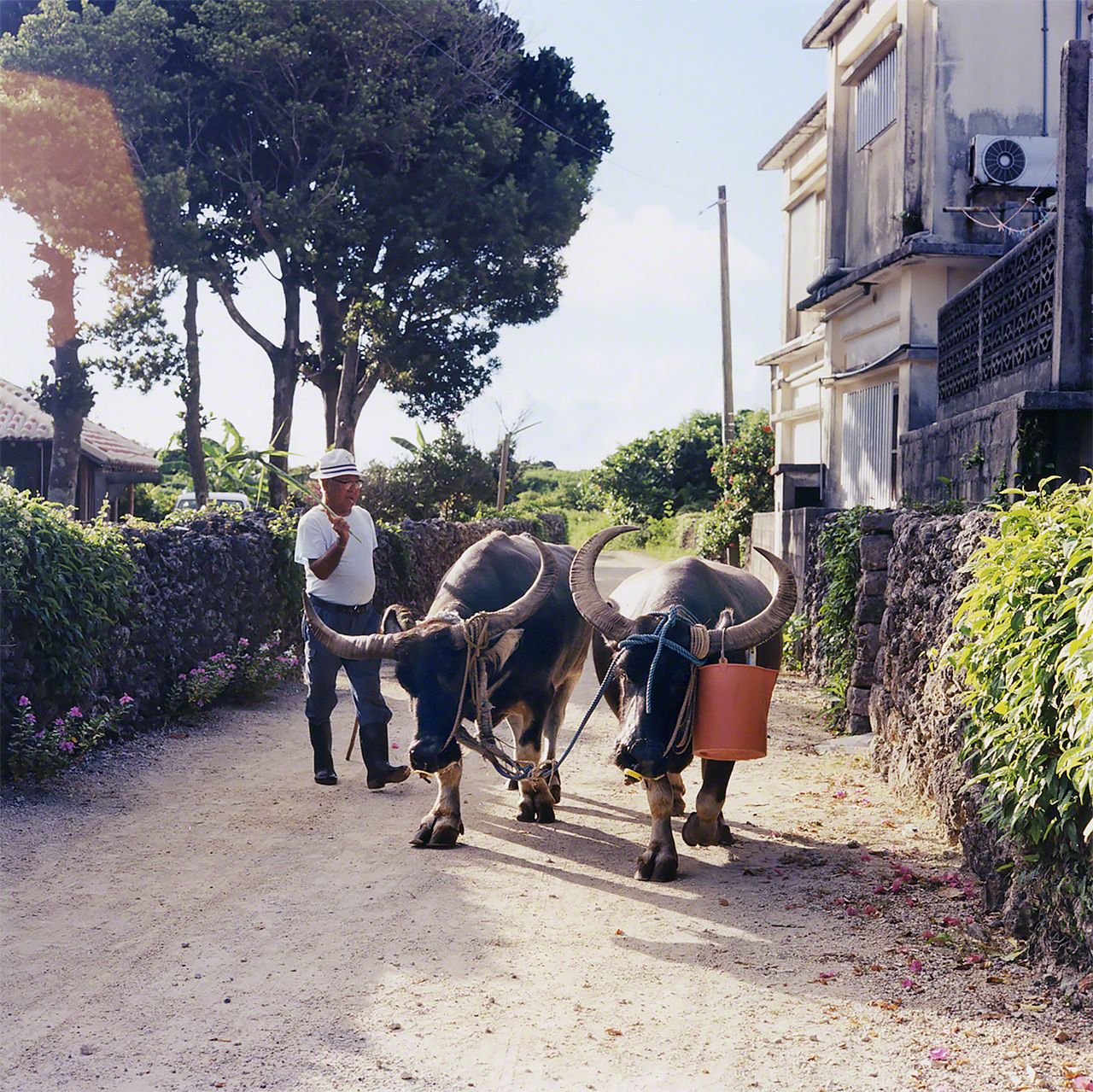 竹富島,水牛是戰前由臺灣人帶來的