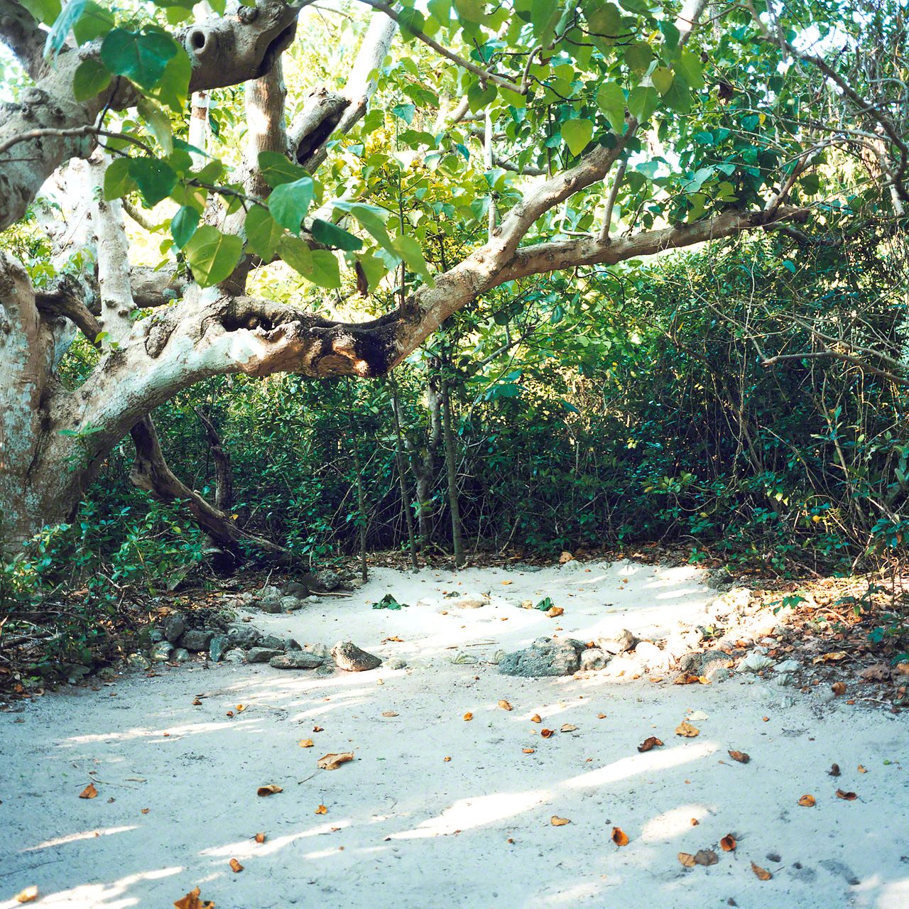 竹富島上的「御嶽」聖地