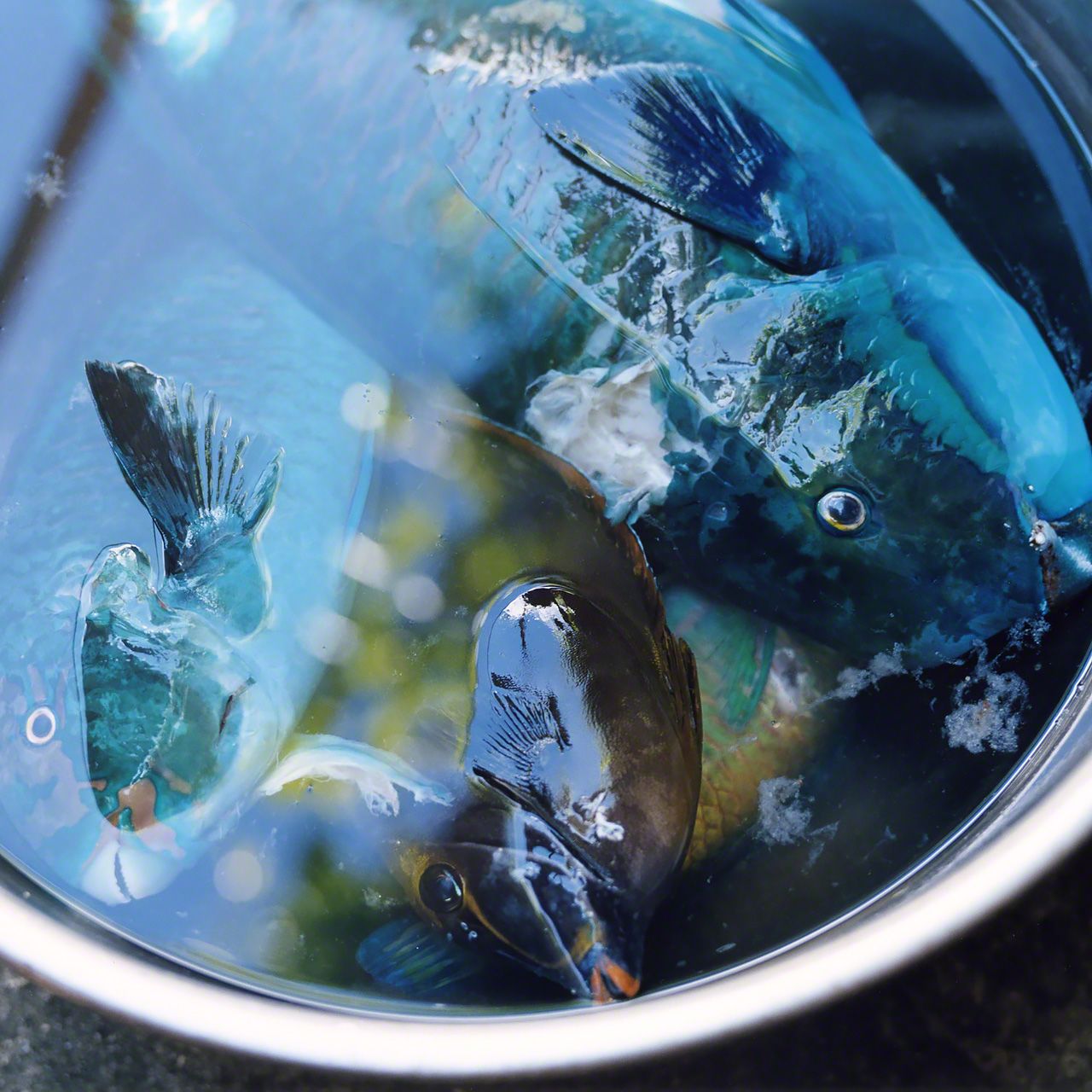 鳩間島,突額鸚嘴魚
