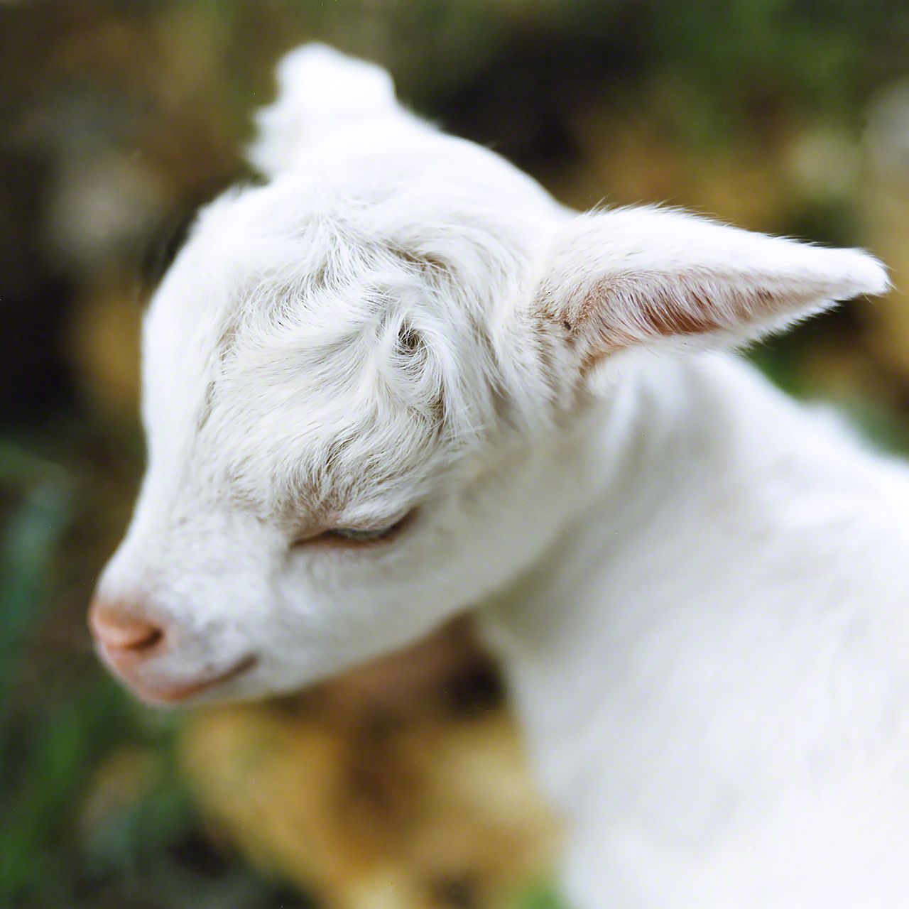 鳩間島,出生2週的小山羊
