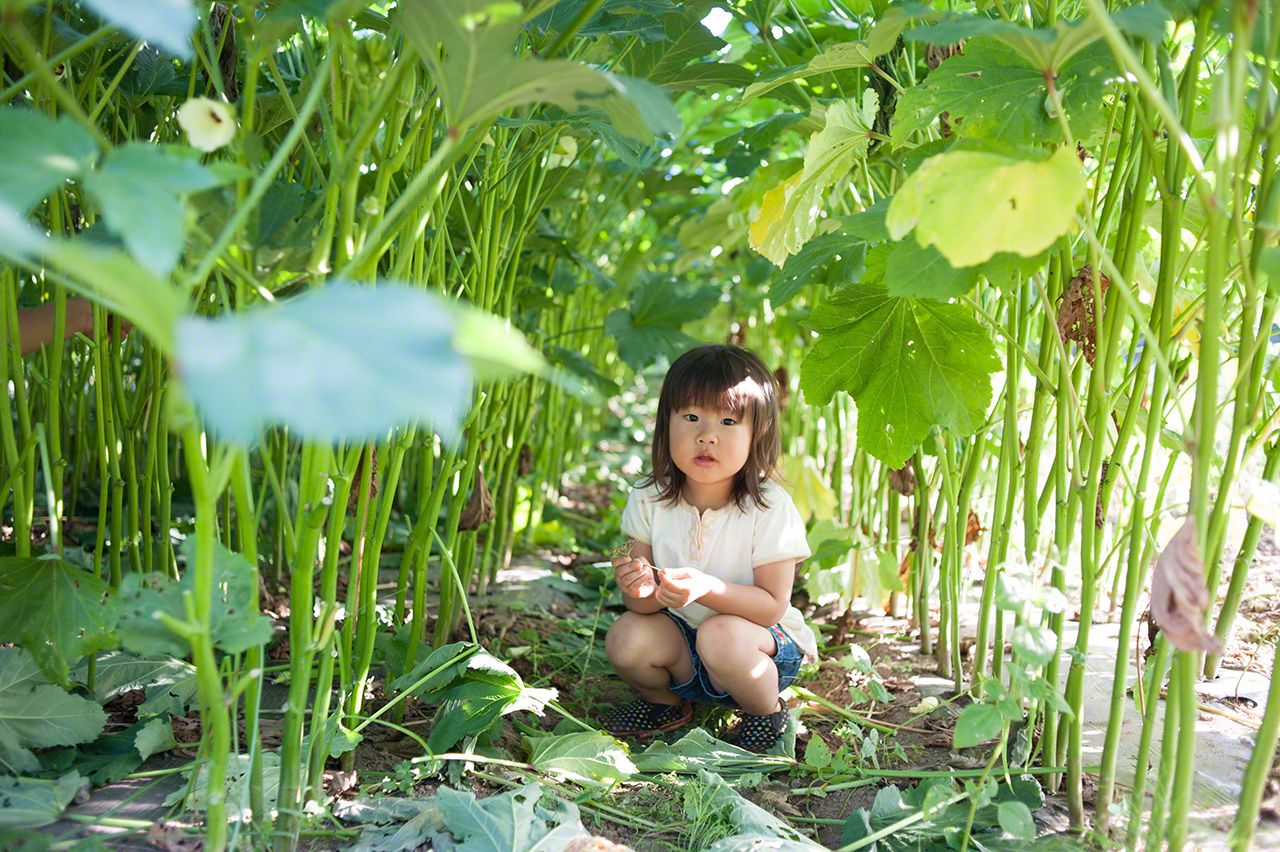 在秋葵「隧道」中