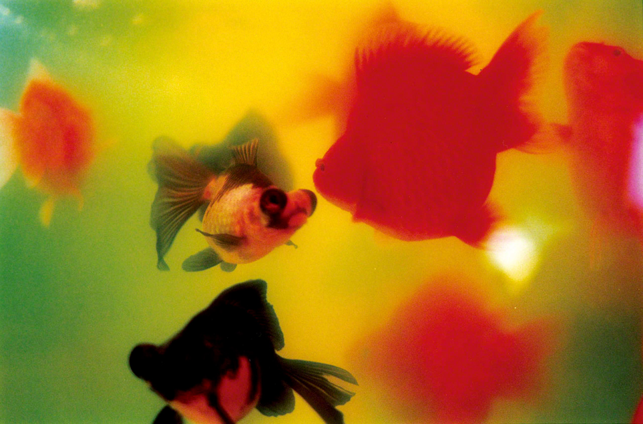 出自寫真集《Liquid Dreams》（Editions Treville出版社，2003年） ©mika ninagawa， Courtesy of Tomio Koyama Gallery