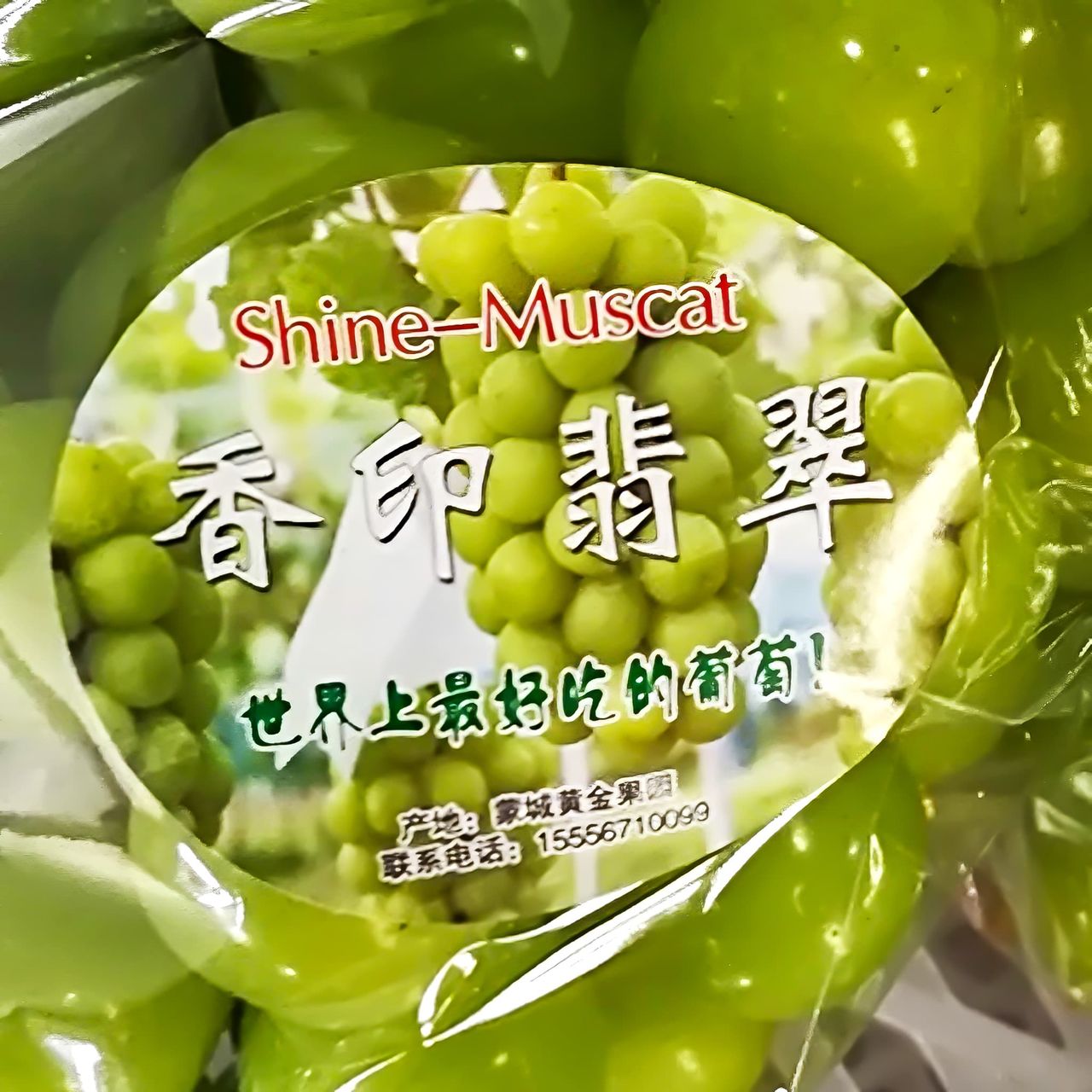 在中國栽種的日本高級葡萄「麝香葡萄」。日本農林水產省提供(時事)