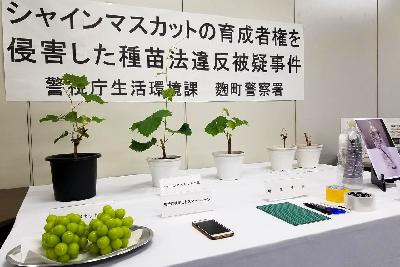 警方從遭函送法辦的男子處查扣的麝香葡萄苗木,該男子涉嫌未經許可保管苗木。2021年6月,東京都千代田區警視廳麴町警察署(時事)