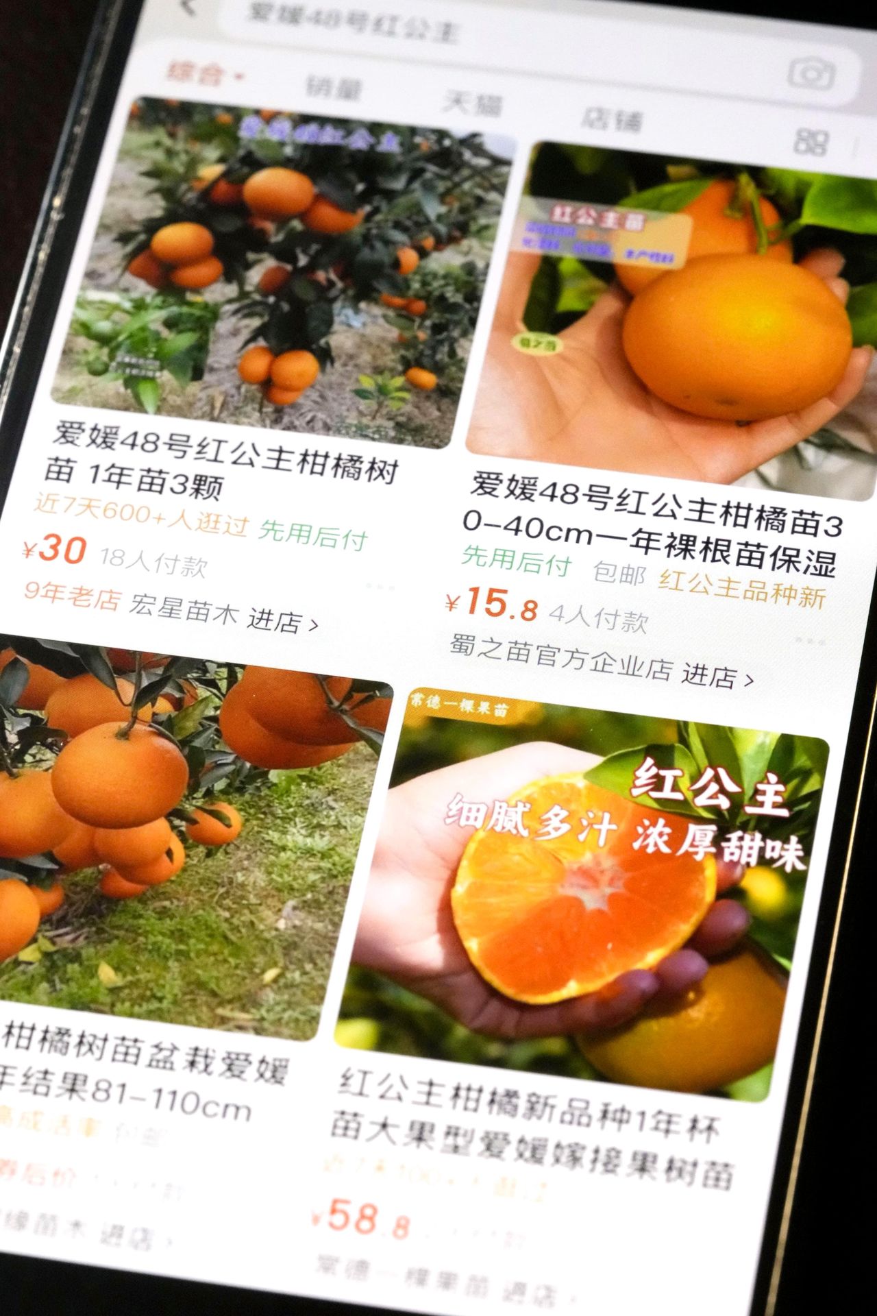 中國大型購物網站上販售的苗木,標榜為「紅公主」(Beni Princess)品種(共同)