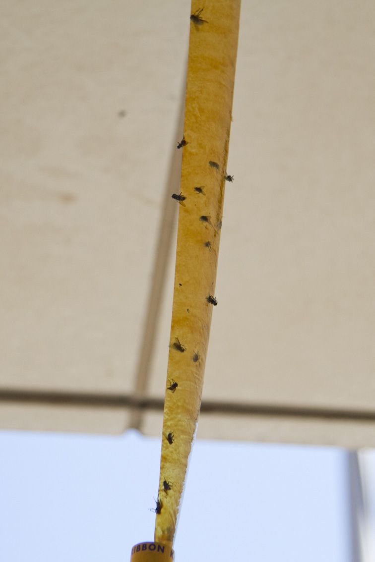 設置在避難所的捕蠅器。如何應對大量發生的蒼蠅,令人煩惱