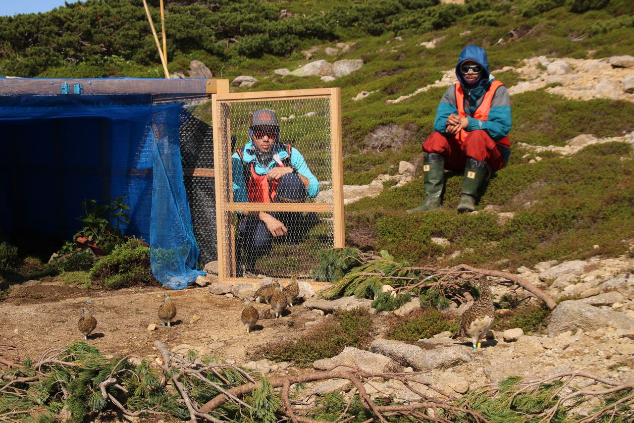 將籠中保護的岩雷鳥放出來散步的場景（2020年8月，在中央阿爾卑斯山）