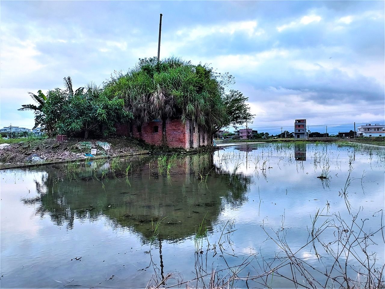 旁邊的農田裡,還保留著當時使用的風向觀測設施「南機場風向帶」,被一片綠意覆蓋著,很不起眼