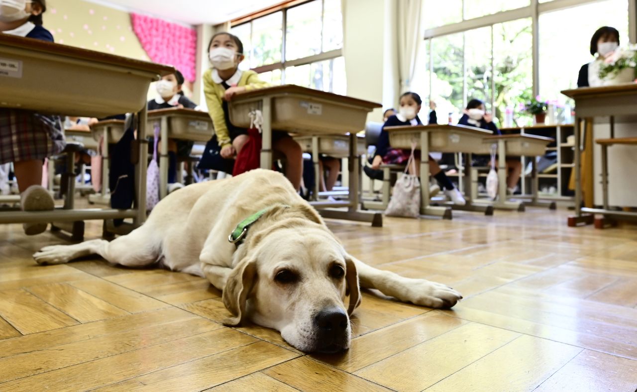 2016年10月來到學校的校犬Crea