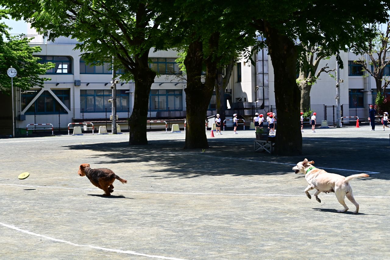 在校園裡奔跑嬉戲的Crea和Verona（左）