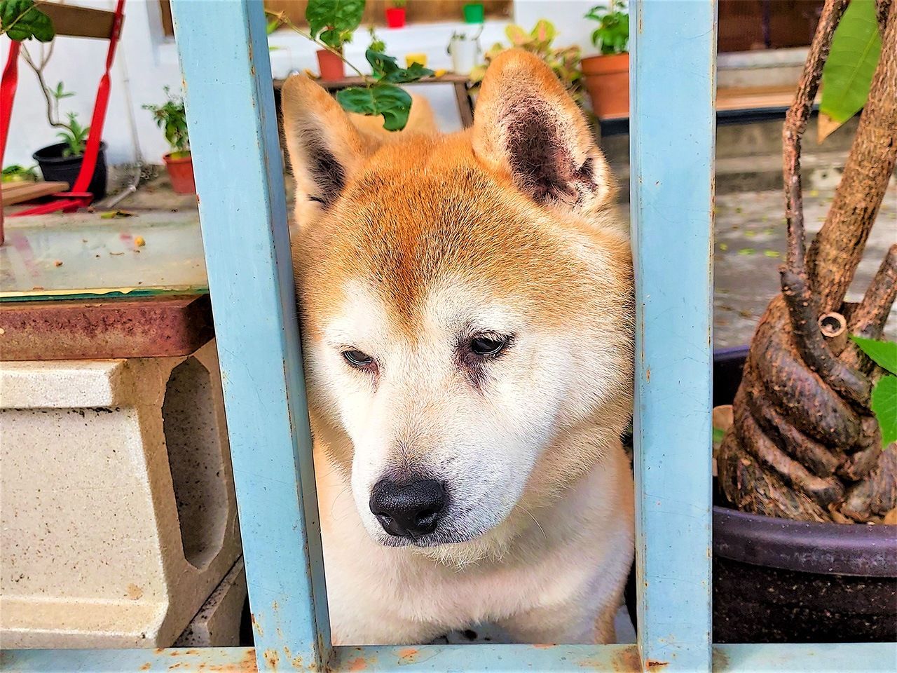 黃埔新村民宿「思念人之屋」的吉祥物小狗，是隻眼神與性格都相當溫和的柴犬，名叫皮蛋