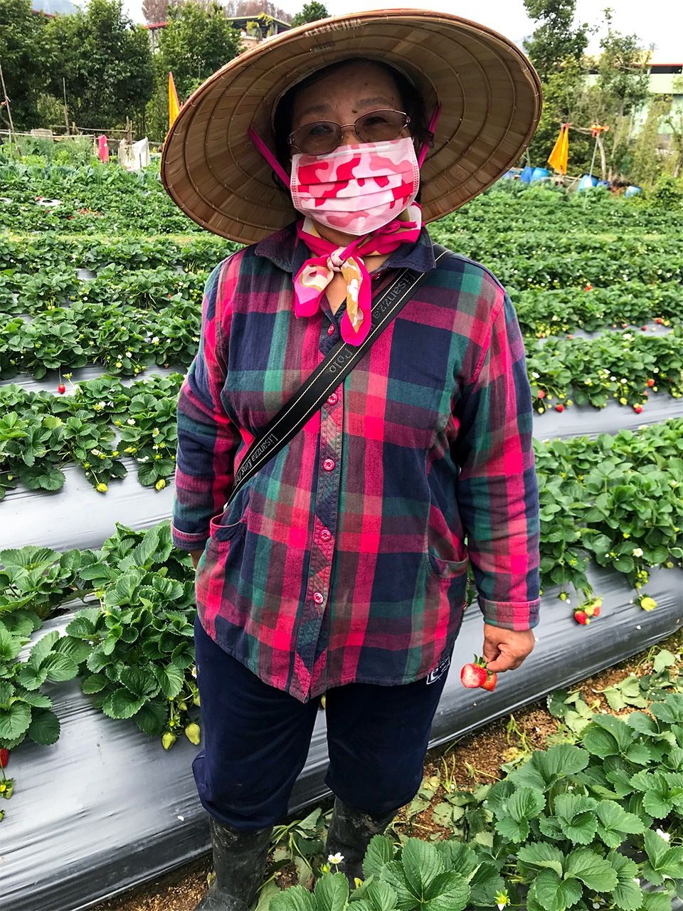 在大湖栽培草莓的周美琴女士